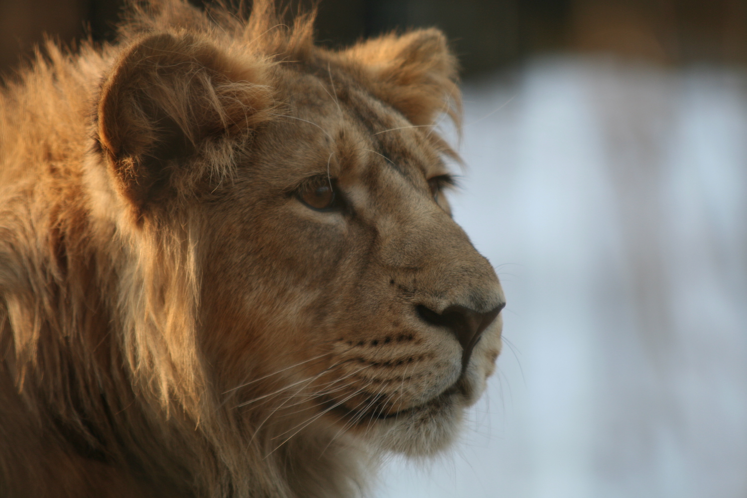 Lion