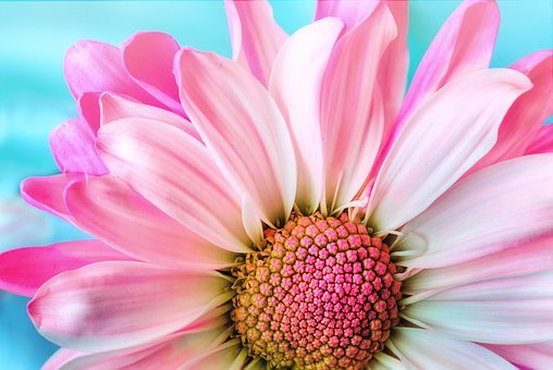 gerbera