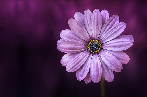 gerbera