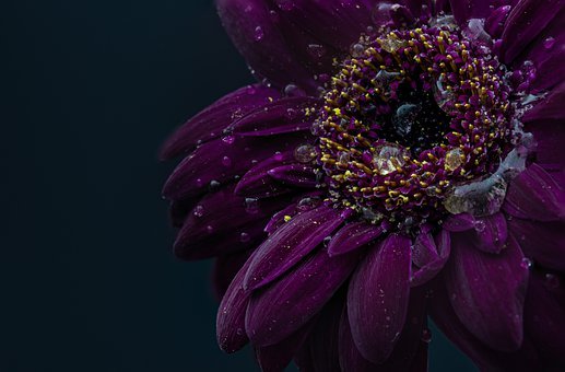 gerbera